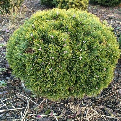 Сосна горная Грюне Кугель (Кюгель) Pinus mugo 'Grune Kugel'