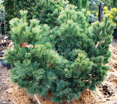 Сосна Веймутова Крюгерс Лилипут (Pinus strobus Kruger`s Liliput) С3