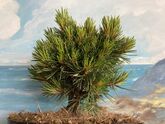 Сосна Аристата Дварф Три (Pinus aristata Dwarf Tree) С5