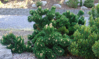 Сосна горная Якобсен (Pinus mugo Jakobsen)