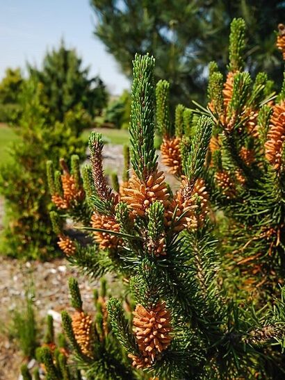 Сосна скрученная Спанс Дварф (Pinus contorta Spaans Dwarf)