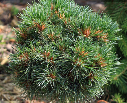 Сосна кедровая Давид (Pinus cembra David) С3