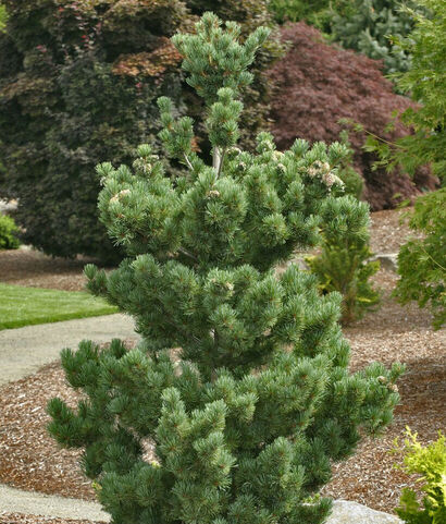 СОСНА МЕЛКОЦВЕТКОВАЯ "АОИ НИШИКИ" PINUS PARVIFLORA "AOI NISHIKI" С5