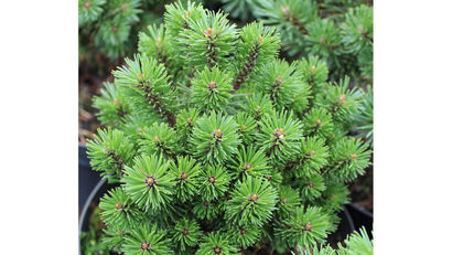 Cосна горная Хейнис Триумф (Pinus mugo Heinis Triumph) С5