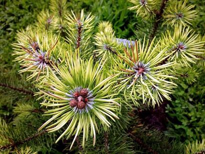 Сосна крючковатая Fred (Pinus Uncinata) С5