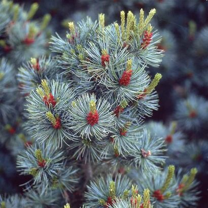 Сосна мелкоцветная Негиши (Pinus parviflora Negishi) С5