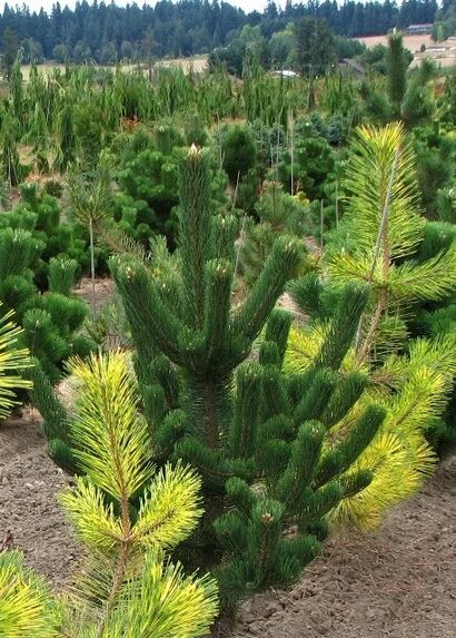 Сосна черная Орегон Грин (Pinus nigra Oregon Green) С5