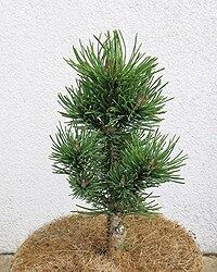 Сосна горная Вавел (Pinus mugo Wawel) С5