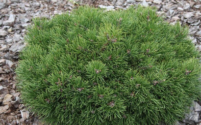 Сосна крючковатая Грюн Вилле (Pinus Uncinata Grüne Welle)C5