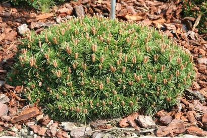 Сосна крючковатая Парадекиссен (Pinus uncinata Paradekissen) C5