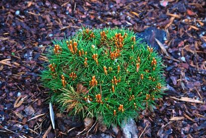 Сосна крючковатая Божий Дар (Pinus uncinata Bozi Dar) С5