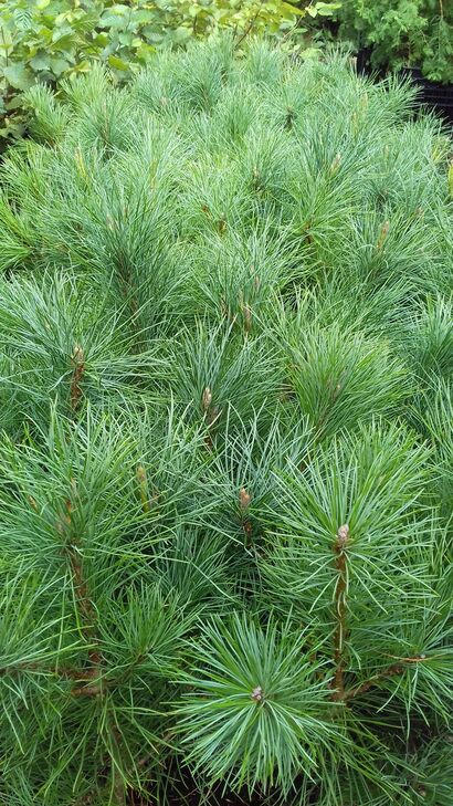 Сосна Румелийская (Pinus Peuce) C 3