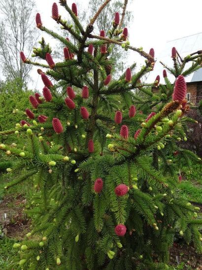 Ель обыкновенная Акрокона (Picea abies Acrocona)