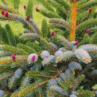 Ель двуцветная (Picea Bicolor) С5