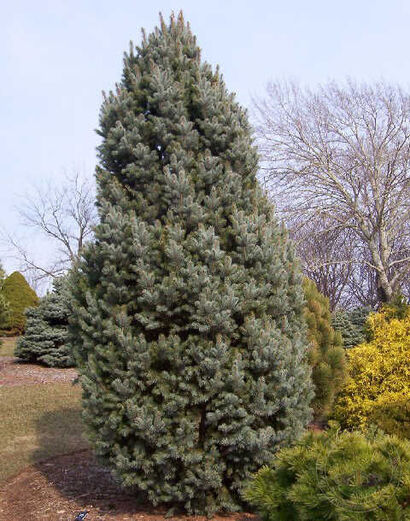 Ель колючая Блю Тотем (Picea pungens Blue Totem) С5