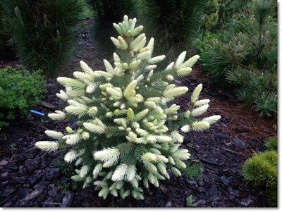 Ель колючая Вайт Гост (Picea pungens White Ghost) С4