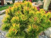 Сосна горная Офир (Pinus mugo Ophir) Ра-70