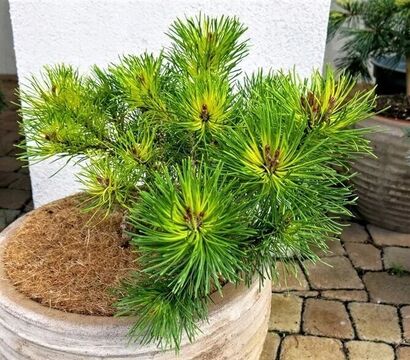 Сосна крючковатая Тукан (Pinus Uncinata Tukan)