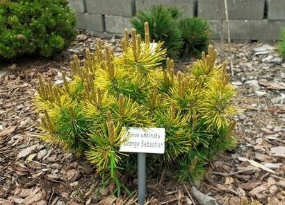 Сосна крючковатая (Оранж Себастиан) (Pinus Uncinata Orange Sebastian) С5/ Ра-80