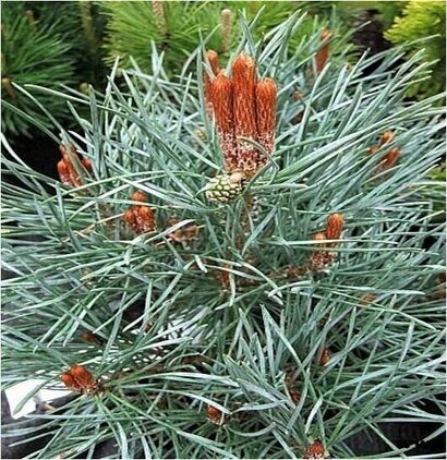 Сосна обыкновенная Чантри Блю (Pinus sylvestris Chantry Blue)10л