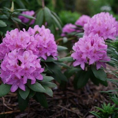 Рододендрон Розеум Элеганс (Roseum Elegans )