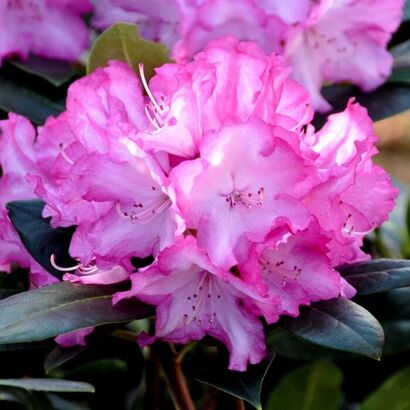 Rhododendron (Род-н) Blurettia С5