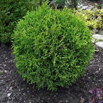 Туя западная Хозери (Thuja occidentalis Hoseri)