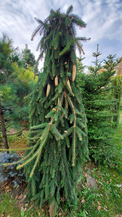 Ель обыкновенная Инверса (Picea abies Inversa) С-2