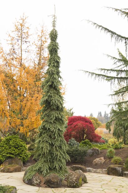 Ель канадская Пендула (Picea glauca Pendula)