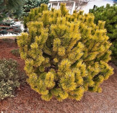 Сосна горная Винтер Голд (Pinus mugo Winter Gold)