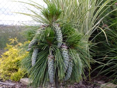 Сосна Шверина Витхорст (Pinus schwerinii Wiethorst)