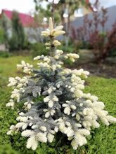 Ель колючая Белобок (Picea pungens Bialobok) С 5