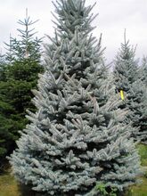 Ель колючая Фат Альберт (Picea pungens Fat Albert) С-4