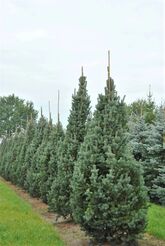 Ель колючая Ретрофлекса (Picea pungens Retroflexa) С5