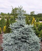 Ель колючая Джедделох (Picea pungens Jeddeloh) С5