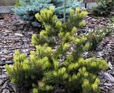 Сосна горная Розитек (Pinus mugo Rositech) С10